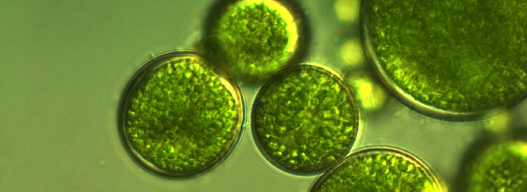 Banner Tecnología de Microalgas - Neptunus Biotech