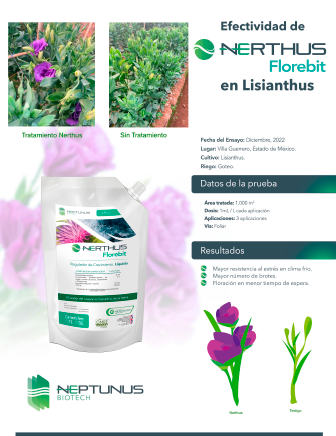 Caso de éxito Lisianthus con Nerthus Florebit