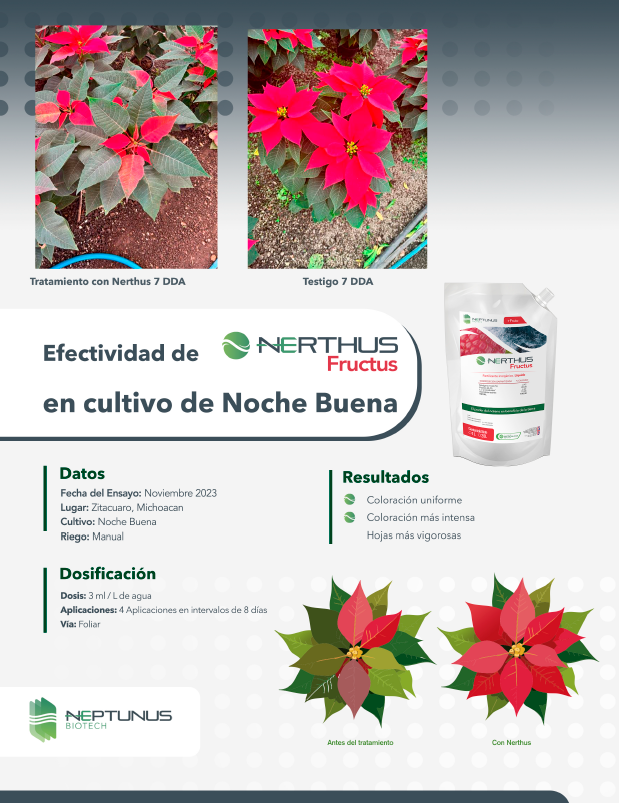 Caso de éxito Noche Buena con Nerthus Fructus