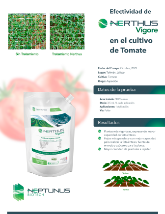 Caso de éxito Tomate con Nerthus Vigore