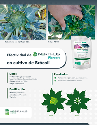 Caso de éxito Brócoli con Nerthus Florebit