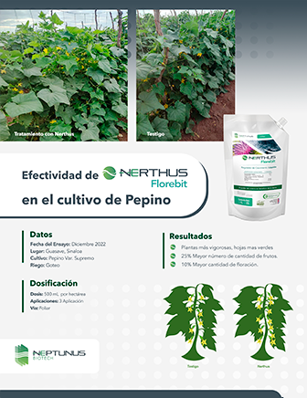 Caso de éxito Pepino con Nerthus Florebit