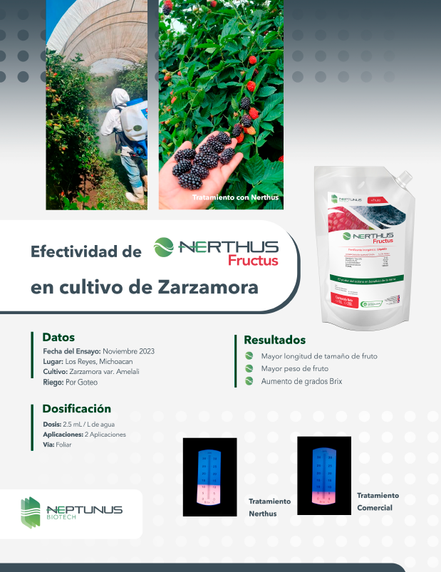 Caso de éxito Zarzamora con Nerthus Fructus