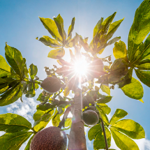 Cultivo afectado por exceso de radiación solar
