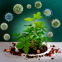Cultivo afectado por hongos y bacterias