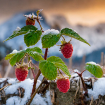 Cultivo afectado por temperaturas extremas