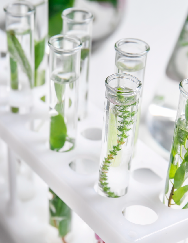 Investigación y desarrollo en Neptunus Biotech - Biotecnología de microalgas