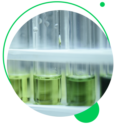 Microalgas vistas bajo microscopio - Tecnología Neptunus Biotech