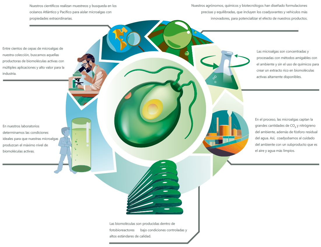 Diagrama del proceso de desarrollo de productos Neptunus Biotech - Desde cultivo de microalgas hasta producto final